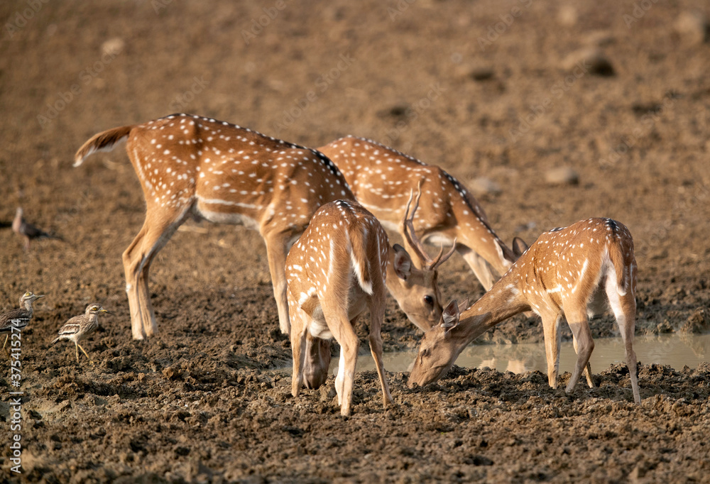 Cheetal deers drinking water in Tadoba Andhari Tiger Reserve, India Cheetal deers drinking water in Tadoba Andhari Tiger Reserve, India