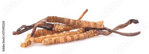 Cordyceps isolated on white background