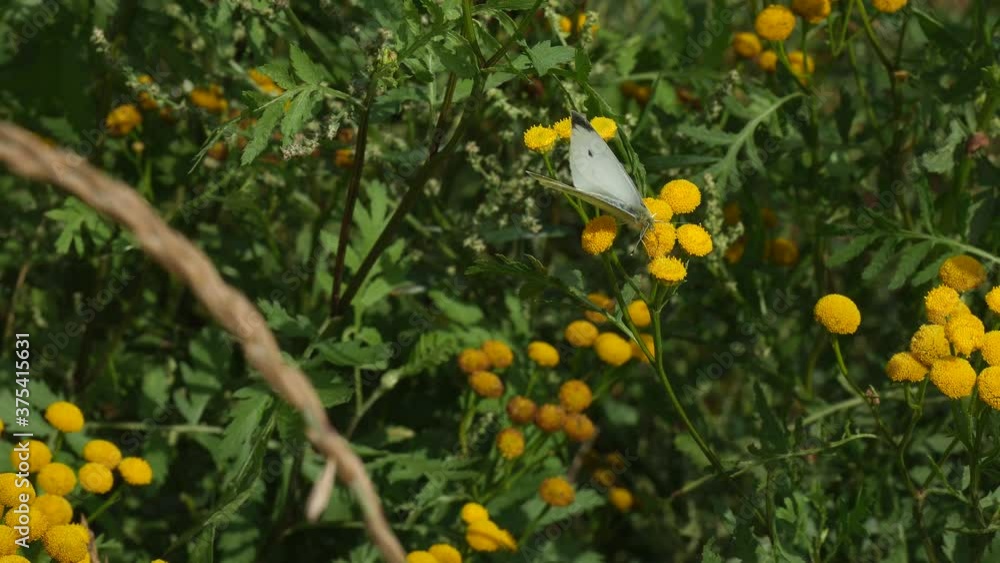 A butterfly eats nectar while flying from flower to flower. A butterfly eats nectar while flying from flower to flower.