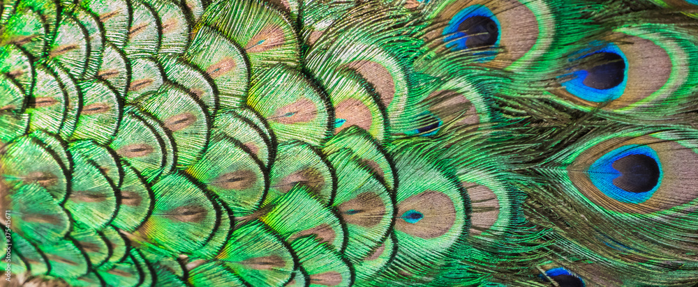 Obraz premium Patterns and colors of peacock feathers