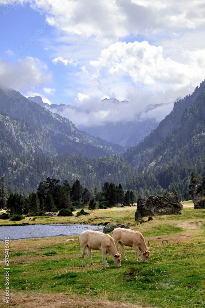 The Bearnaise French cow breed of domestic beef cattle on the pasture in high Pyrenees mountain landscape in France