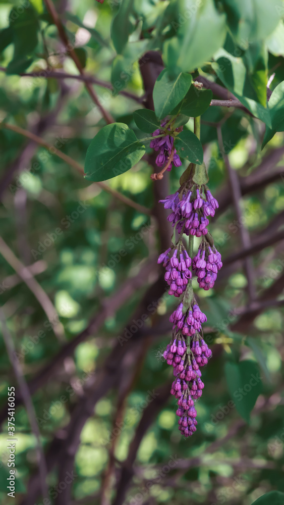 Unopened branch of lilac with leaves on blurred background Unopened branch of lilac with leaves on blurred background