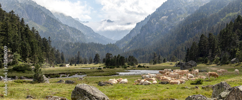 Panorama of Pyrenees mountain landscape with Bearnaise French cow breed of domestic beef cattle on the alpine meadow in France photo