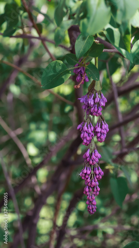 Unopened branch of lilac with leaves on blurred background