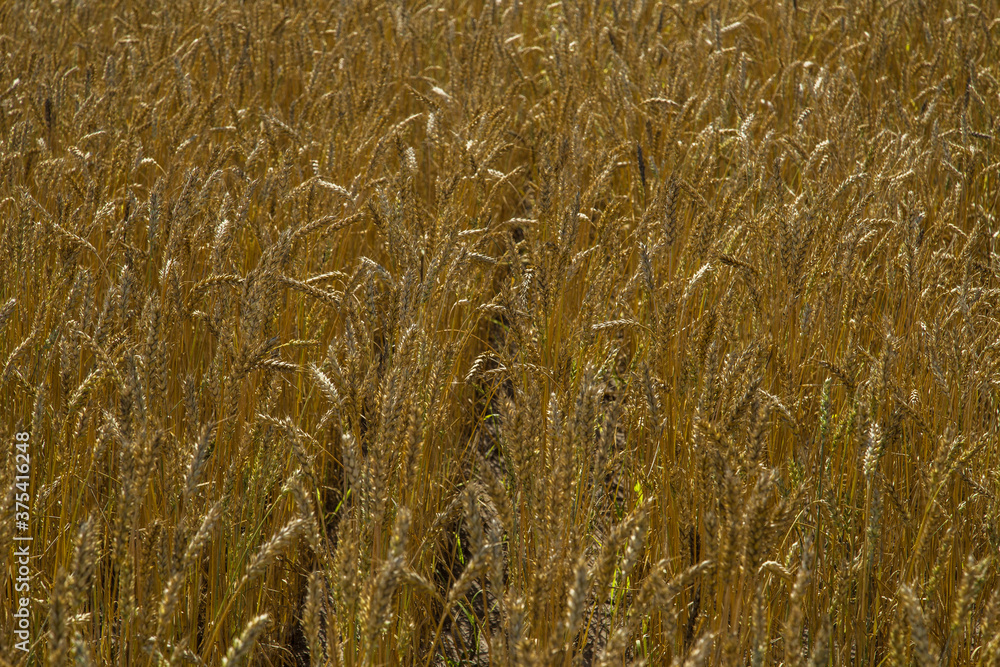 Wheat  golden field texture