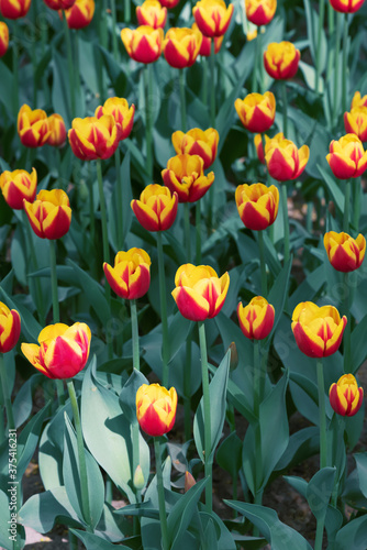 Field of yellow tulips  floral background