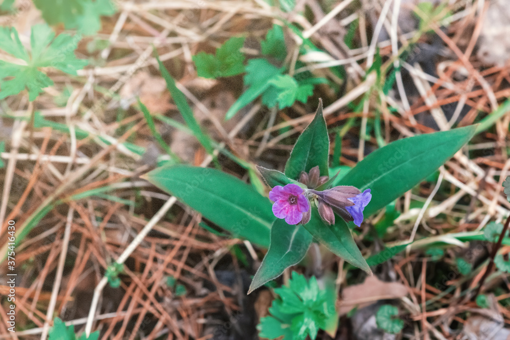 Blooming lungwort on blurred background in spring Blooming lungwort on blurred background in spring