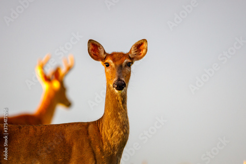 White-tailed Doe (Odocoileus virginianus) in the process of molting during late summer with a buck with velvet antlers in the background. Selective focus, background blur 