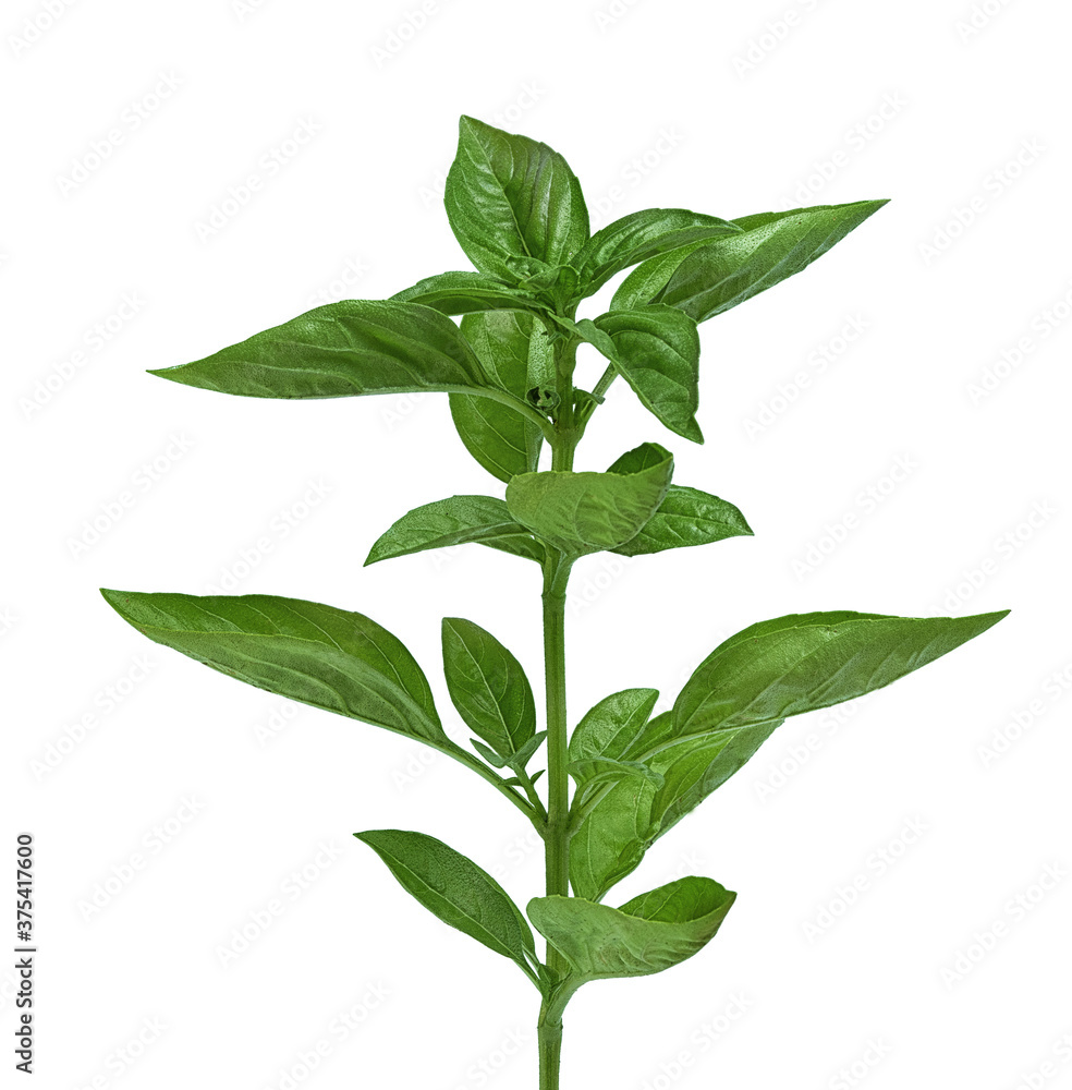 Obraz premium green basil twig on white background