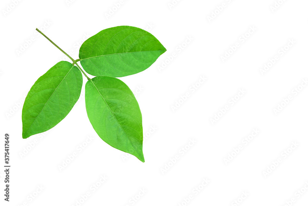 Branch of Green leaves isolated on a white background with copy free space. Branch of Green leaves isolated on a white background with copy free space.