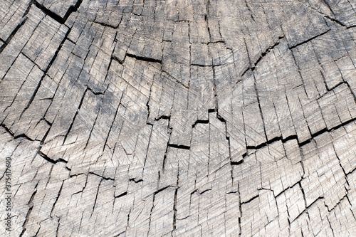 Texture of sawn walnut tree close up