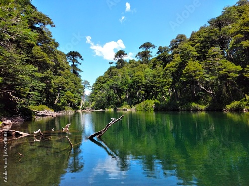 Parque nacional Huerquehue. Laguna, vegetación y naturaleza. Chile photo