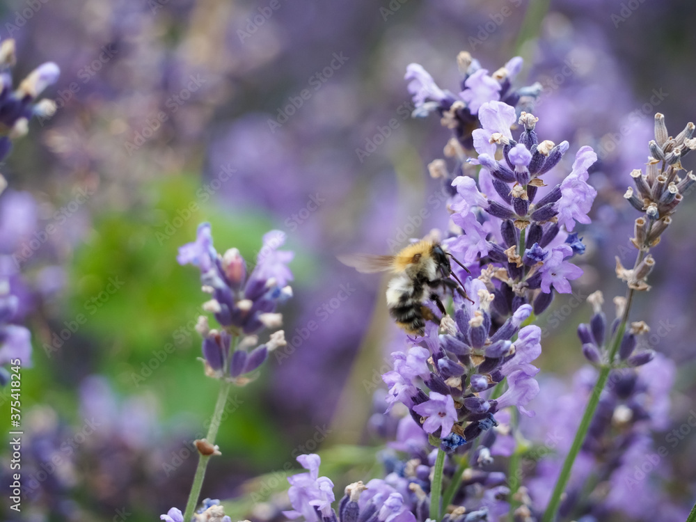 Bumblebees collect honey in a field of lavender. lavender flowers. summer harvest of lavender. big beautiful bumblebee. bees on flowers Bumblebees collect honey in a field of lavender. lavender flowers. summer harvest of lavender. big beautiful bumblebee. bees on flowers