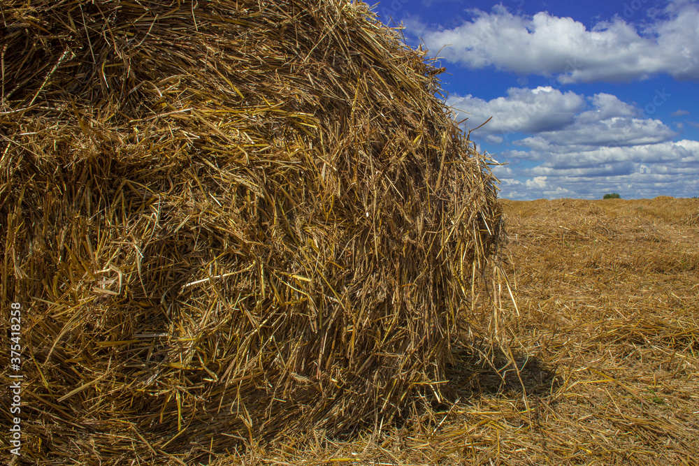 Hey rolls in the field