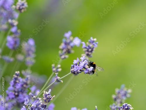 Fototapeta Naklejka Na Ścianę i Meble -  large bumblebees collect nectar from lavender flowers. Provence lavender blossom