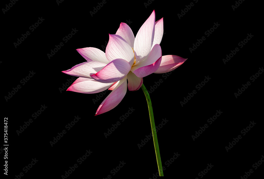 Lotus flower on black background. File contains with clipping path so easy to work.