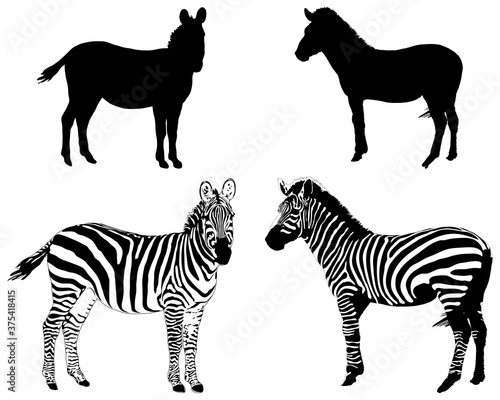 Silhouettes of zebras on a white background