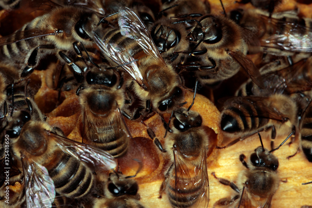 Bienen, Honigbienen, Bienenbrut, Bienenwaben, Apis, Apis mellifera, Thueringen, Deutschland, Europa Bienen, Honigbienen, Bienenbrut, Bienenwaben, Apis, Apis mellifera, Thueringen, Deutschland, Europa