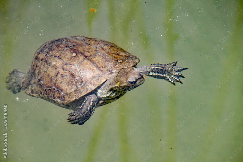 Obraz premium Turtle looks at me as he swims by. He hopes I might throw him some food. Taken near Dalyan in Turkey.