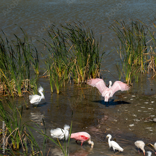 Roseate Spoonbill, Platalea ajaja, and snowy egret, Egretta thula, stalk prey in natural shallow water setting at the Port Aransas Nature Preserve in Texas on a sunny day. photo