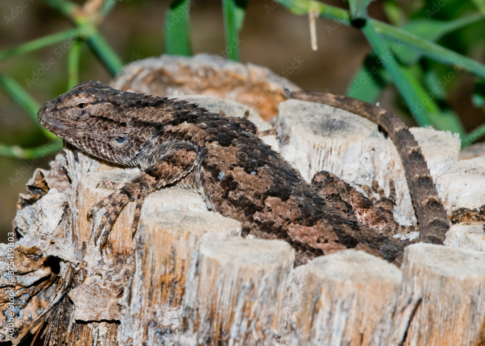 Fototapeta premium Clark's Spiny Lizard (Sceloporus clarkii)...Hard Day at the Office
