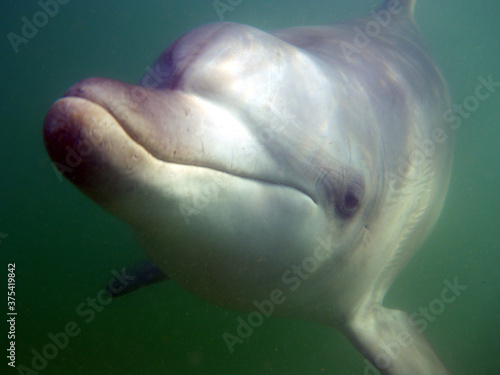 Underwater image of a wild dolphin with a wide smile