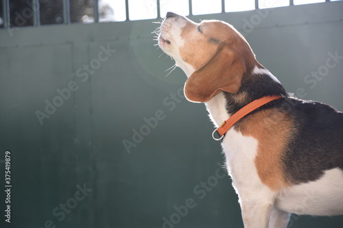 Mascota, perro ladrando, con puerta detrás