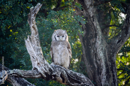 Verreaux Eagle-Owl standing in log at dawn in Kruger National park, South Africa ; Specie Bubo lacteus family of Strigidae