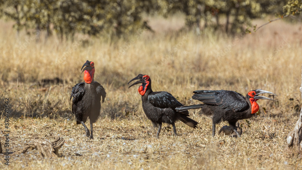 Three Southern Ground Hornbills in savannah in Kruger National park, South Africa ; Specie Bucorvus leadbeateri family of Bucerotidae Three Southern Ground Hornbills in savannah in Kruger National park, South Africa ; Specie Bucorvus leadbeateri family of Bucerotidae