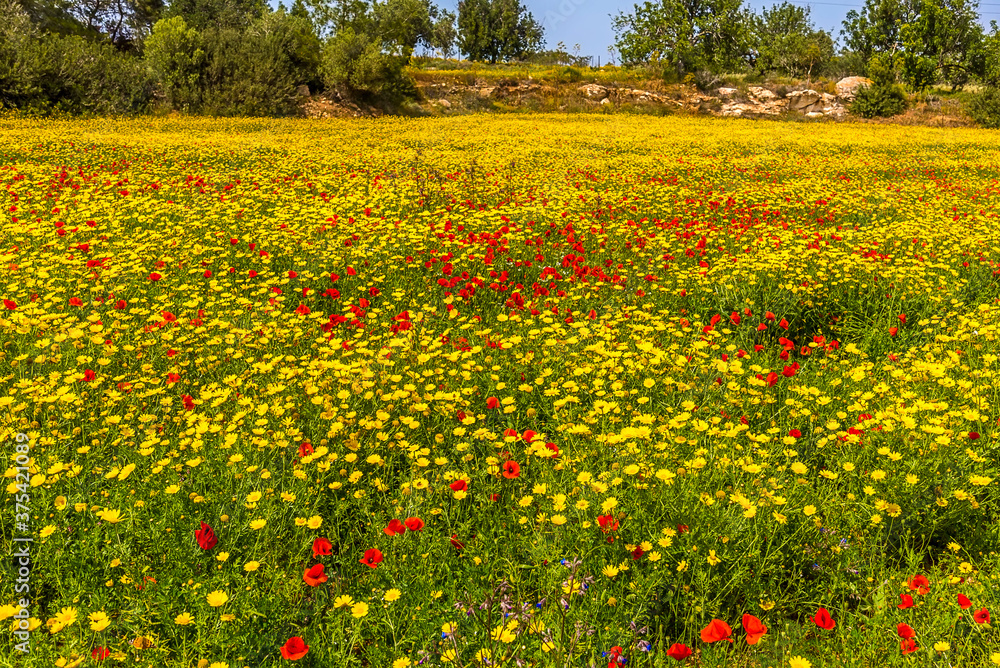 A carpet of red poppies and yellow daisies found Karpass Peninsula, Northern Cyprus