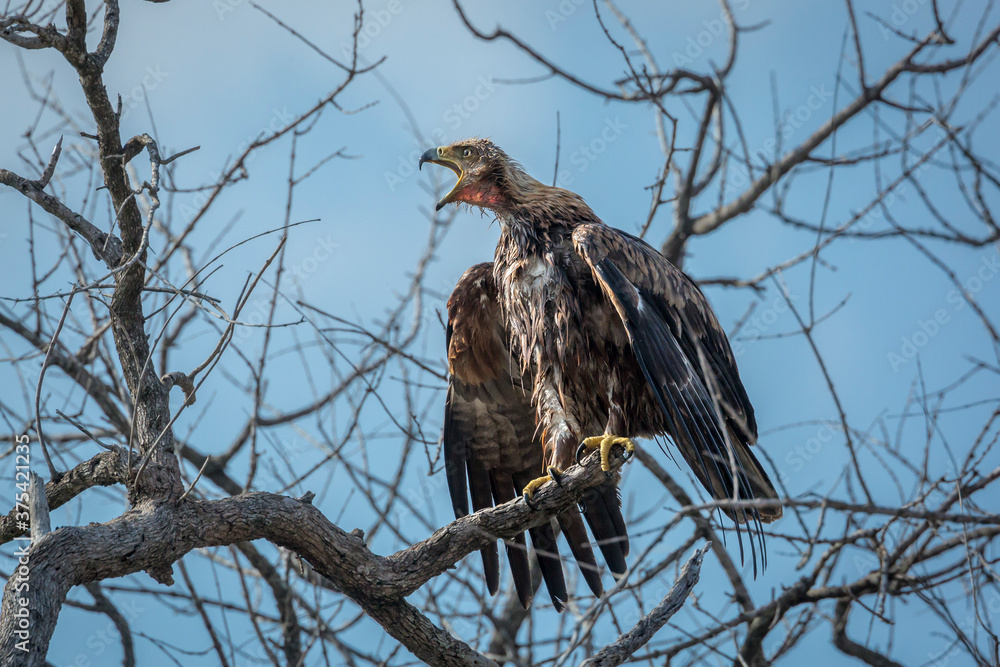 Tawny Eagle calling after bath in Kruger National park, South Africa ; Specie Aquila rapax family of Accipitridae Tawny Eagle calling after bath in Kruger National park, South Africa ; Specie Aquila rapax family of Accipitridae