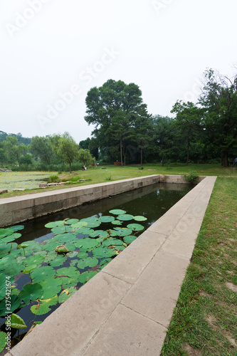 lotus pond in a park