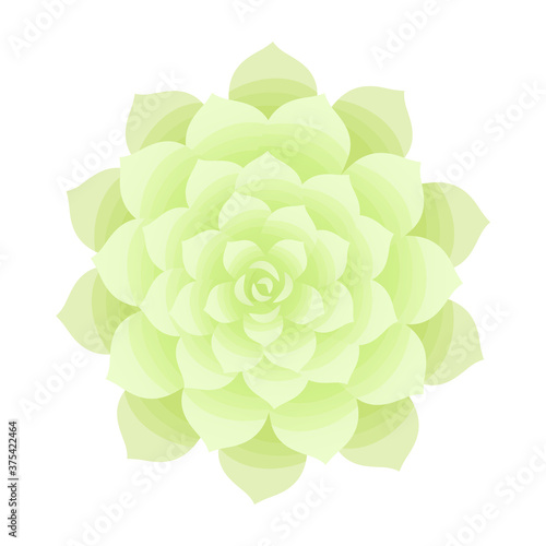 Graptoveria. Succulent isolated on a white background. The view from the top. Vector illustration.