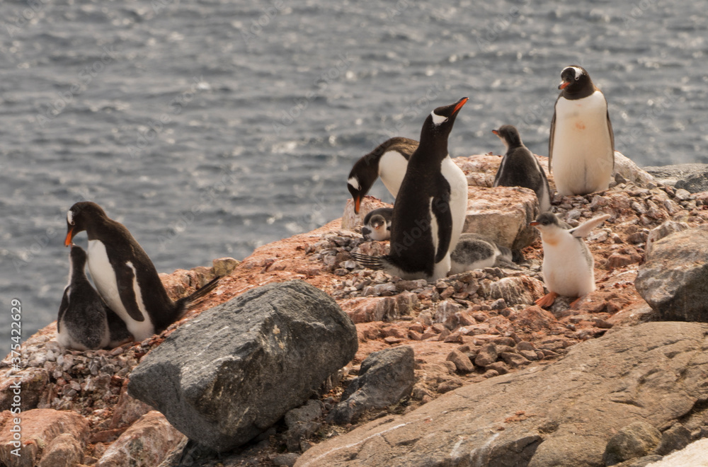 Obraz premium Adelia penguins with babies