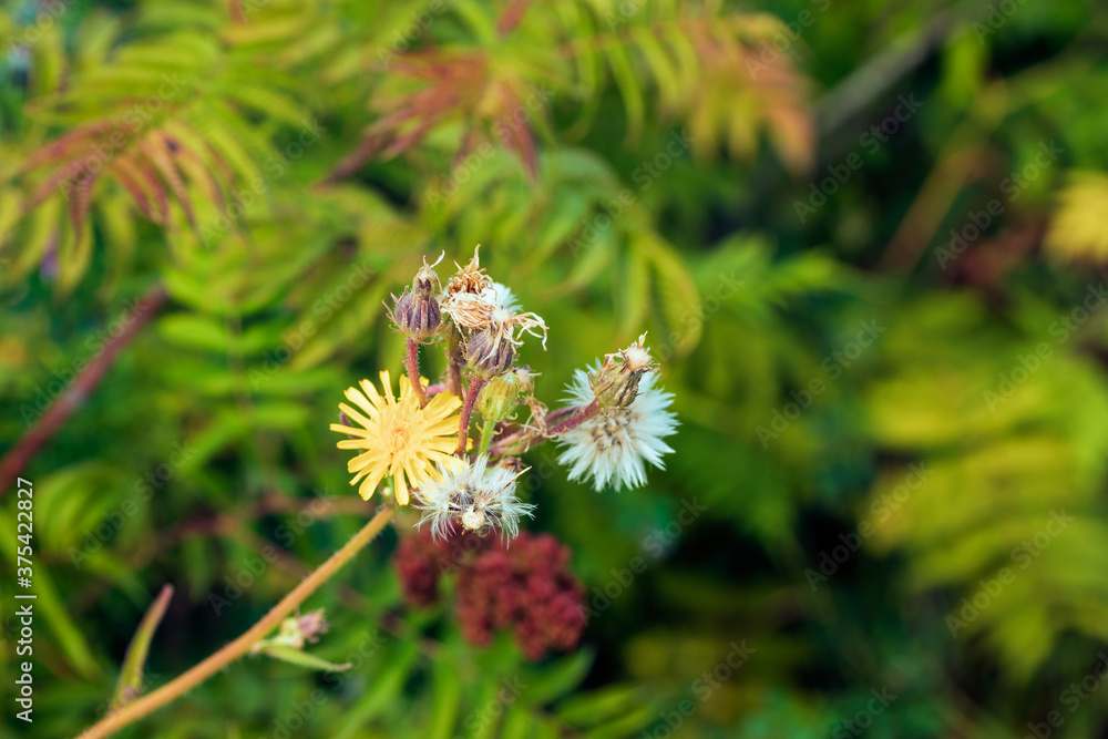 Beautiful yellow flowers against the green space. Beautiful yellow flowers against the green space.