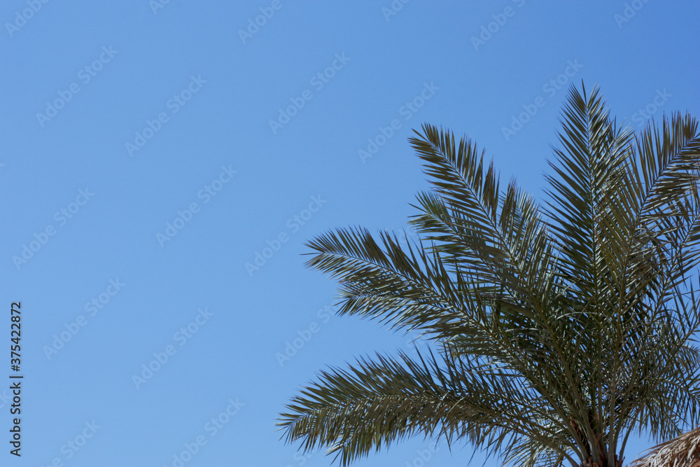A palm branch against a blue sky background with a place for text, the branch is located in the lower right corner. A palm branch against a blue sky background with a place for text, the branch is located in the lower right corner.