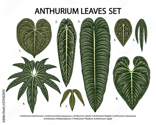 Vintage vector botanical illustration, tropical exotic plant, jungle foliage, anthurium leaves set isolated on white background.
