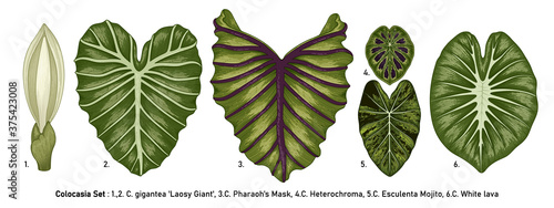 Vintage vector botanical illustration, tropical exotic plant, jungle foliage, Colocasia leaves set isolated on white background. photo