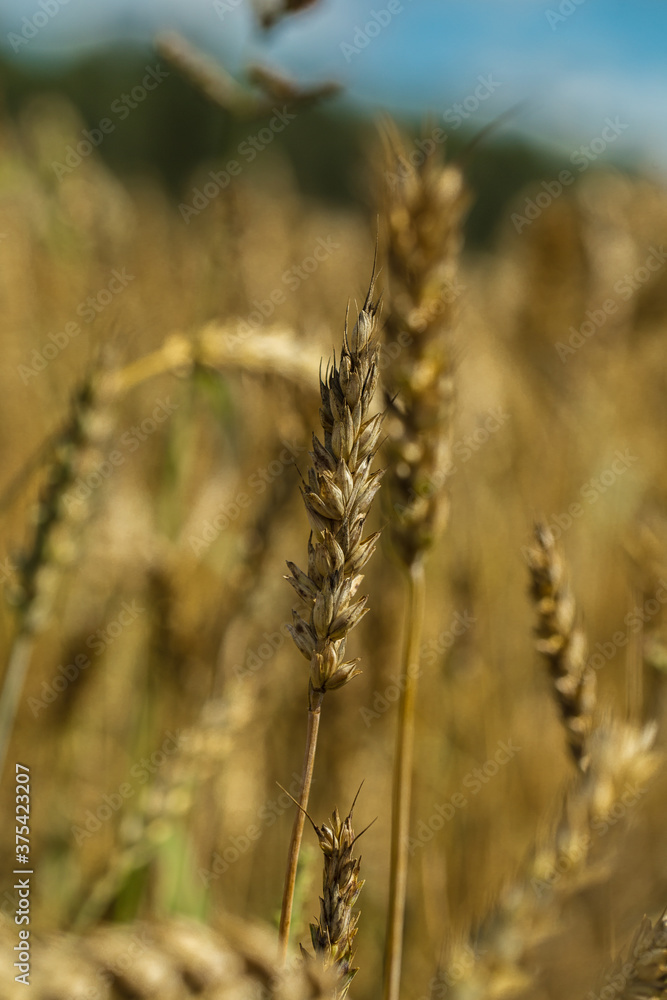 Golden wheat or rye close up Golden wheat or rye close up