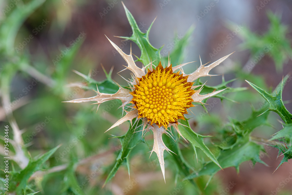 flore chardon flore chardon