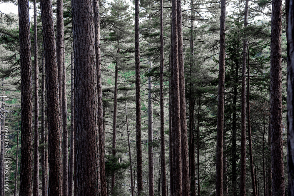 Fototapeta premium foret pins corse