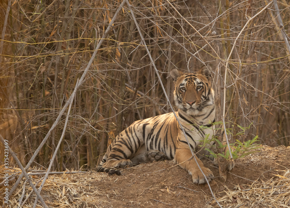 Maya cub sitting near a water hole in bamboo habitat, Tadoba Andhari Tiger Reserve, India Maya cub sitting near a water hole in bamboo habitat, Tadoba Andhari Tiger Reserve, India