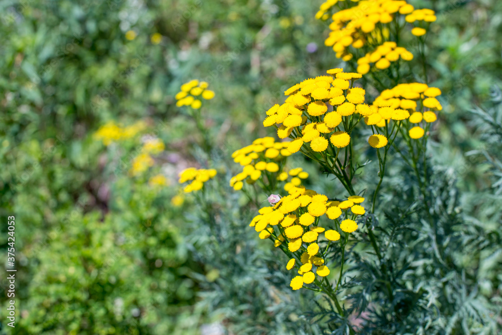 Fototapeta premium Yellow inflorescences of tansy. Medicinal plant tansy Tanacetum vulgare, bitter button in the field.