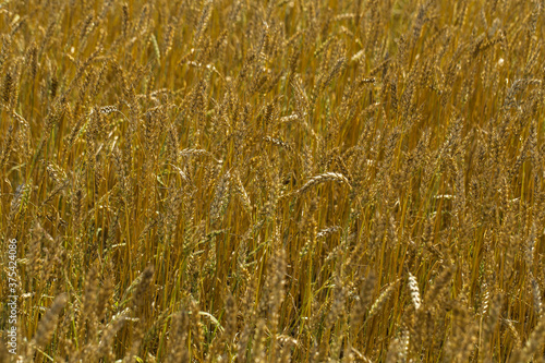 Wheat  golden field texture
