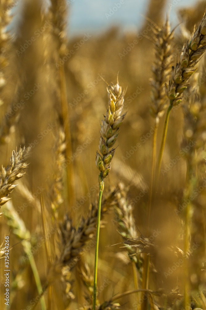 Golden wheat or rye close up Golden wheat or rye close up
