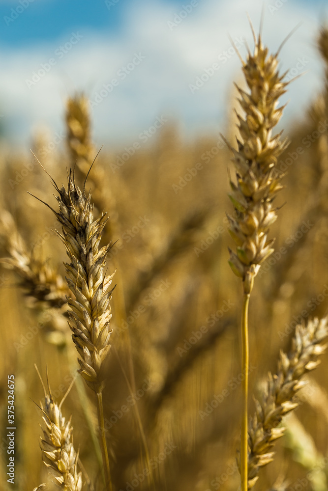 Golden wheat or rye close up
