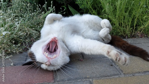 stray cat lies on the ground and yawns, mouth and teeth are visible, selective focus
