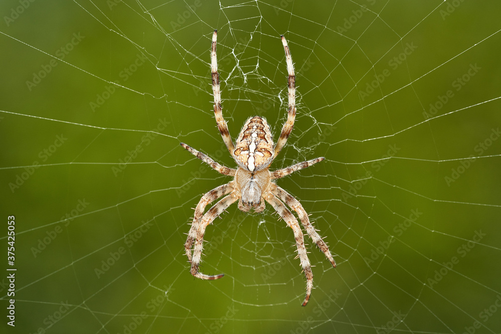 detailed close-up macro of a european garden spider lying in wait in her web detailed close-up macro of a european garden spider lying in wait in her web