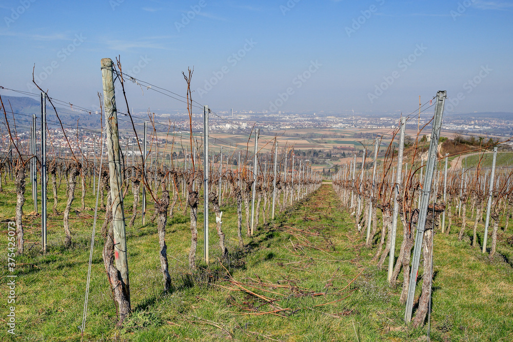 From the vineyards, near the small village of Strümpfelbach, you have a wonderful view down to the Rems valley and up to the state capital Stuttgart. From the vineyards, near the small village of Strümpfelbach, you have a wonderful view down to the Rems valley and up to the state capital Stuttgart.