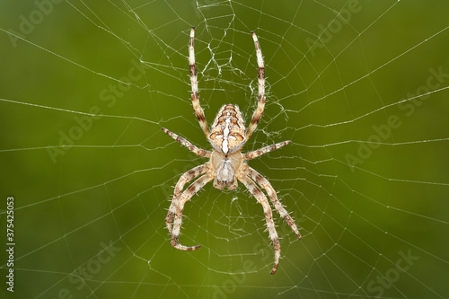 detailed close-up macro of a european garden spider lying in wait in her web